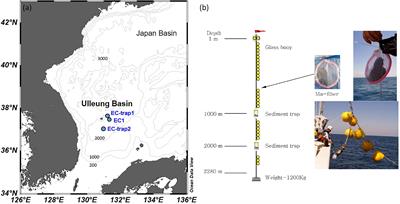 Tracing the depth-dependent changes in organic carbon and nutrient fluxes using high-resolution 228Ra profiles in the upper East Sea (Japan Sea)